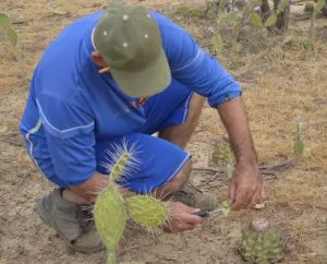 Darwin showing how to extract the pulp from the cactus.